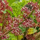 10 Seeds Urera baccifera Nettle Tree Chichaste Ortiga edlcy (Seeds) 10 Seeds Urera baccifera Nettle Tree Chichaste Ortiga edlcy (Seeds)