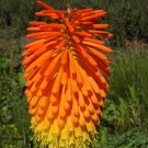 10 Seeds Kniphofia linearifolia Linearis Marsh & Red Hot Poker Torch Lily edlcy (Seeds)