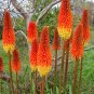 10 Seeds Kniphofia linearifolia Linearis Marsh & Red Hot Poker Torch Lily edlcy (Seeds)