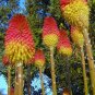 10 Seeds Kniphofia linearifolia Linearis Marsh & Red Hot Poker Torch Lily edlcy (Seeds)