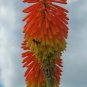 10 Seeds Kniphofia linearifolia Linearis Marsh & Red Hot Poker Torch Lily edlcy (Seeds)