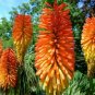 10 Seeds Kniphofia linearifolia Linearis Marsh & Red Hot Poker Torch Lily edlcy (Seeds)