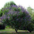 50 Seeds Vitex agnus-castus Monks Pepper Chaste Tree edlcy (Seeds) 50 Seeds Vitex agnus-castus Monks Pepper Chaste Tree edlcy (Seeds)