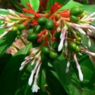 5 Seeds Rauvolfia serpentina Indian Snakeroot Devil Pepper edlcy (Seeds) 5 Seeds Rauvolfia serpentina Indian Snakeroot Devil Pepper edlcy (Seeds)