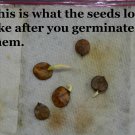 5 Seeds Nyctanthes arbor-tristis Night-flowering Coral Jasmine Parijat edlcy (Seeds) 5 Seeds Nyctanthes arbor-tristis Night-flowering Coral Jasmine Parijat edlcy (Seeds)