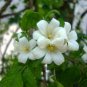 10 Seeds Murraya paniculata Mock Orange Jasmine Satinwood edlcy (Seeds)