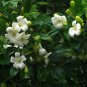 10 Seeds Murraya paniculata Mock Orange Jasmine Satinwood edlcy (Seeds)