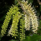 5 Seeds Macadamia integrifolia edlcy (Seeds)