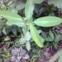 20 Seeds Codariocalyx motorius Dancing Plant Telegraph Semaphore edlcy (Seeds)