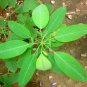 20 Seeds Codariocalyx motorius Dancing Plant Telegraph Semaphore edlcy (Seeds)