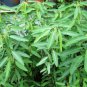 20 Seeds Codariocalyx motorius Dancing Plant Telegraph Semaphore edlcy (Seeds)