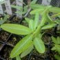 20 Seeds Codariocalyx motorius Dancing Plant Telegraph Semaphore edlcy (Seeds)
