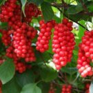 10 Seeds Schisandra chinensis Chinese Magnolia Vine Five Flavor Fruit edlcy (Seeds) 10 Seeds Schisandra chinensis Chinese Magnolia Vine Five Flavor Fruit edlcy (Seeds)