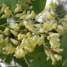 10 Seeds Dalbergia latifolia Black & East Indian Rosewood Kala Sheeshan edlcy (Seeds)