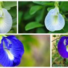 10 Seeds Clitoria ternatea Single Blue and White Mix edlcy (Seeds) 10 Seeds Clitoria ternatea Single Blue and White Mix edlcy (Seeds)