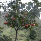 10 Seeds Cyphomandra betacea Tamarillo Tree Tomato edlcy (Seeds) 10 Seeds Cyphomandra betacea Tamarillo Tree Tomato edlcy (Seeds)
