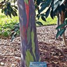 100 Seeds Eucalyptus deglupta Rainbow-Eucalyptus Mindanao Gum edlcy (Seeds) 100 Seeds Eucalyptus deglupta Rainbow-Eucalyptus Mindanao Gum edlcy (Seeds)