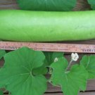 10 Seeds Lagenaria siceraria Birdhouse Gourd Calabash Corsican Tasmania edlcy (Seeds)