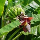 5 Seeds Musa sikkimensis Darjeeling & Hookers Hardy Banana edlcy (Seeds) 5 Seeds Musa sikkimensis Darjeeling & Hookers Hardy Banana edlcy (Seeds)