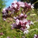 200 Seeds Origanum vulgare Hirtum Greek Oregano edlcy (Seeds)