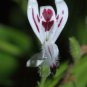 10 Seeds Andrographis paniculata Creat Green Chiretta edlcy (Seeds)
