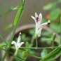 10 Seeds Andrographis paniculata Creat Green Chiretta edlcy (Seeds)