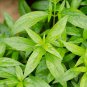 10 Seeds Andrographis paniculata Creat Green Chiretta edlcy (Seeds)