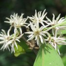 10 Seeds Chionanthus mala-elengi Malabar Fringe Tree edlcy (Seeds) 10 Seeds Chionanthus mala-elengi Malabar Fringe Tree edlcy (Seeds)
