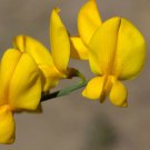 10 Seeds Crotalaria juncea Sun Hemp edlcy (Seeds) 10 Seeds Crotalaria juncea Sun Hemp edlcy (Seeds)