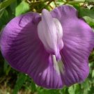 10 Seeds Centrosema pubescens Centro Butterfly Pea edlcy (Seeds) 10 Seeds Centrosema pubescens Centro Butterfly Pea edlcy (Seeds)