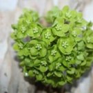 10 Seeds Dregea volubilis Hemajivanti Wattakaka volubilis Green Milkweed edlcy (Seeds) 10 Seeds Dregea volubilis Hemajivanti Wattakaka volubilis Green Milkweed edlcy (Seeds)