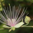 10 Seeds Capparis zeylanica Ceylon Caper edlcy (Seeds)