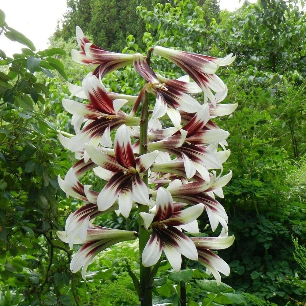 20 Seeds Cardiocrinum giganteum Giant Himalayan Lily edlcy (Seeds)