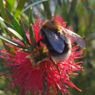 50 Seeds Callistemon rigidus Red Cluster Bottlebrush Tree Clemson Hardy edlcy (Seeds)
