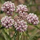 50 Seeds Asclepias fascicularis Mexican Whorled Narrow Leaf Milkweed edlcy (Seeds) 50 Seeds Asclepias fascicularis Mexican Whorled Narrow Leaf Milkweed edlcy (Seeds)