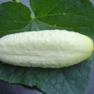 10 Seeds Cucumis sativus White Wonder Garden Cucumber edlcy (Seeds) 10 Seeds Cucumis sativus White Wonder Garden Cucumber edlcy (Seeds)