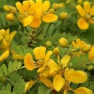 10 Seeds Cassia auriculata Matura Tea Tree Ranawara Avaram Senna edlcy (Seeds)