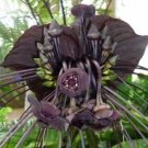 20 Seeds Tacca chantrieri Bat Flower Cats Whiskers Devil Flower edlcy (Seeds) 20 Seeds Tacca chantrieri Bat Flower Cats Whiskers Devil Flower edlcy (Seeds)