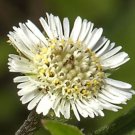 50 Seeds Eclipta prostrata False Daisy Yerba de Tago Bhringraj edlcy (Seeds) 50 Seeds Eclipta prostrata False Daisy Yerba de Tago Bhringraj edlcy (Seeds)