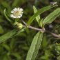 50 Seeds Eclipta prostrata False Daisy Yerba de Tago Bhringraj edlcy (Seeds)