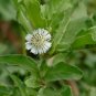 50 Seeds Eclipta prostrata False Daisy Yerba de Tago Bhringraj edlcy (Seeds)