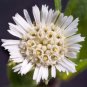 50 Seeds Eclipta prostrata False Daisy Yerba de Tago Bhringraj edlcy (Seeds)