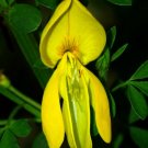 50 Seeds Cytisus scoparius Scotch Common Broom edlcy (Seeds) 50 Seeds Cytisus scoparius Scotch Common Broom edlcy (Seeds)