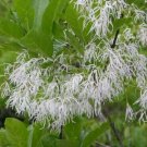 5 Seeds Chionanthus virginicus Fringe Tree Grancy Graybeard edlcy (Seeds)