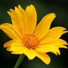 20 Seeds Tithonia diversifolia Mexican Bolivian Sunflower Marigold Tree edlcy (Seeds) 20 Seeds Tithonia diversifolia Mexican Bolivian Sunflower Marigold Tree edlcy (Seeds)