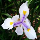 20 Seeds Dietes iridioides Cape Iris edlcy (Seeds)