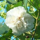 10 Seeds Hibiscus mutabilis Double Confederate Cotton Rose edlcy (Seeds) 10 Seeds Hibiscus mutabilis Double Confederate Cotton Rose edlcy (Seeds)
