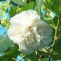 10 Seeds Hibiscus mutabilis Double Confederate Cotton Rose edlcy (Seeds)