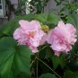 10 Seeds Hibiscus mutabilis Double Confederate Cotton Rose edlcy (Seeds)