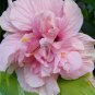 10 Seeds Hibiscus mutabilis Double Confederate Cotton Rose edlcy (Seeds)